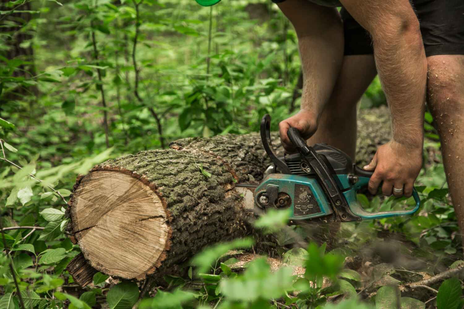 Palm Tree Trimming in Linn, MO